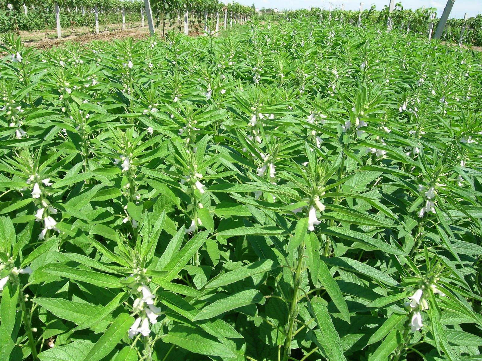 芝麻的好處,芝麻有哪些好處？(圖1)